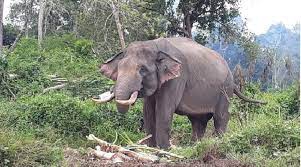 Seorang Warga DIserang Gajah Saat sedang Mau Ambil Foto Selfie