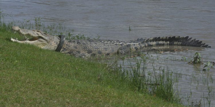 Seorang Bocah Tewas DIterkam Buaya Saat Sedang Mandi di Sungai Kateman